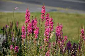 Image result for Blutweiderich