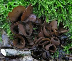 Attēlu rezultāti vaicājumam “Otidea bufonia”