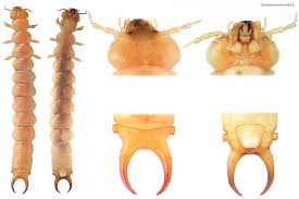 Attēlu rezultāti vaicājumam “Pyrochroidae larva”