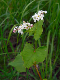 Attēlu rezultāti vaicājumam “Fagopyrum esculentum”