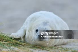 Image result for Halichoerus grypus