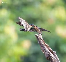 Attēlu rezultāti vaicājumam “Hirundinidae”