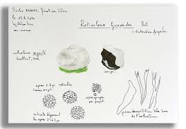 Attēlu rezultāti vaicājumam “Cribraria argillacea spores”