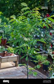 Attēlu rezultāti vaicājumam “Juglans x sinensis leaf”