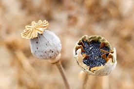 Image result for Mohn
