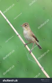 Attēlu rezultāti vaicājumam “Hippolais caligata adult”