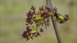 Attēlu rezultāti vaicājumam “Fraxinus excelsior flower”