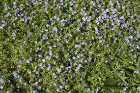 Attēlu rezultāti vaicājumam “Veronica filiformis bud”