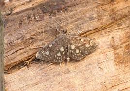 Attēlu rezultāti vaicājumam “Anania stachydalis”