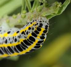 Attēlu rezultāti vaicājumam “Calophasia lunula larva”