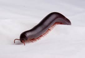 Attēlu rezultāti vaicājumam “Diplopoda”