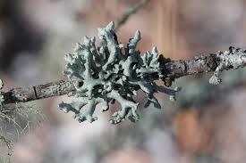 Attēlu rezultāti vaicājumam “Hypogymnia tubulosa”