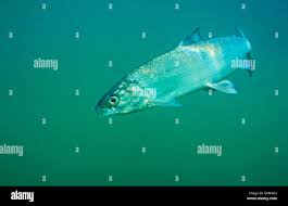 Image result for Coregonus albula