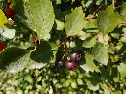 Attēlu rezultāti vaicājumam “Crataegus douglasii”
