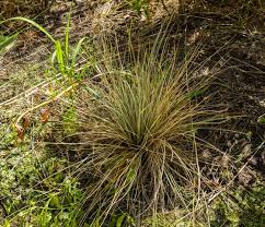 Attēlu rezultāti vaicājumam “Helictotrichon pratense”