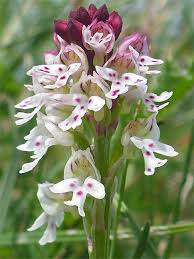 Attēlu rezultāti vaicājumam “Orchis ustulata”