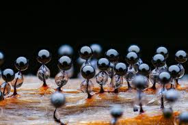 Attēlu rezultāti vaicājumam “Clastoderma debaryanum spores”