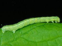 Attēlu rezultāti vaicājumam “Operophtera”