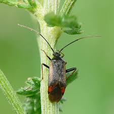 Attēlu rezultāti vaicājumam “Adelphocoris seticornis”