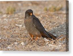 Attēlu rezultāti vaicājumam “Falco vespertinus”