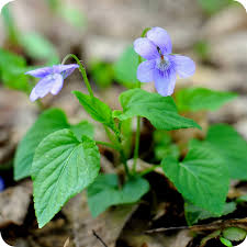 Attēlu rezultāti vaicājumam “Viola riviniana flower”