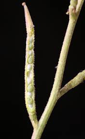 Attēlu rezultāti vaicājumam “Sinapis arvensis fruit”