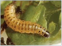 Attēlu rezultāti vaicājumam “Aphelia paleana larva”