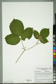 Attēlu rezultāti vaicājumam “Rubus caesius fruit”