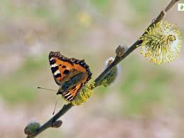 Attēlu rezultāti vaicājumam “Aglais urticae underside”