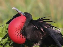 Image result for Fregata aquila