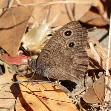 Attēlu rezultāti vaicājumam “Dianema nivale sessile”
