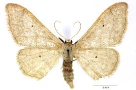 Attēlu rezultāti vaicājumam “Idaea straminata”