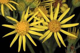 Attēlu rezultāti vaicājumam “Jacobaea vulgaris flower”