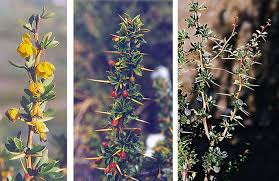 Attēlu rezultāti vaicājumam “Berberidaceae”
