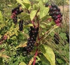 Attēlu rezultāti vaicājumam “Phytolacca acinosa fruit”