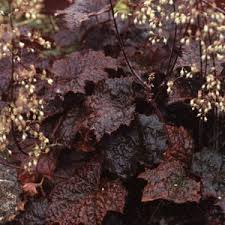Image result for Heuchera Metallica
