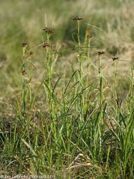 Attēlu rezultāti vaicājumam “Luzula luzuloides fruit”