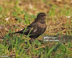 Image result for Turdus torquatus