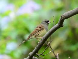 Image result for Emberiza spodocephala