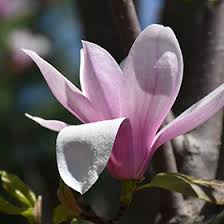 Attēlu rezultāti vaicājumam “Magnolia x soulangeana”