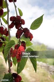 Attēlu rezultāti vaicājumam “Atriplex patula fruit”