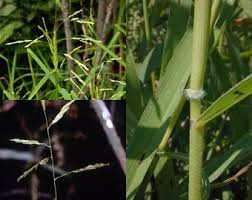 Attēlu rezultāti vaicājumam “Leersia oryzoides”