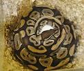 Science Camp - Ball Python information, care, facts