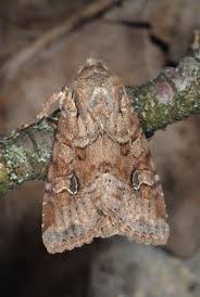 Attēlu rezultāti vaicājumam “Apamea sordens”