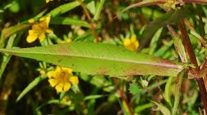 Attēlu rezultāti vaicājumam “Bidens cernua flower”