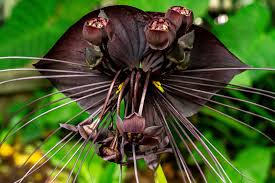 Image result for Tacca chantrieri