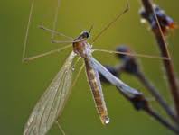 Attēlu rezultāti vaicājumam “Limoniidae”