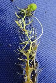 Attēlu rezultāti vaicājumam “Utricularia minor leaf”