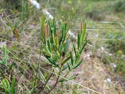 Attēlu rezultāti vaicājumam “Andromeda polifolia fruit”