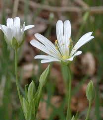 Attēlu rezultāti vaicājumam “Stellaria holostea flower”